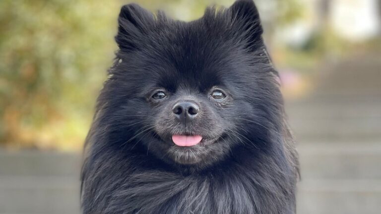 Dog Care Barcelona (hôtel canin)